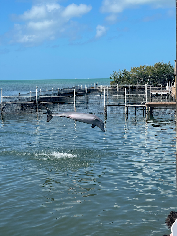 Delfin springt aus dem Wasser