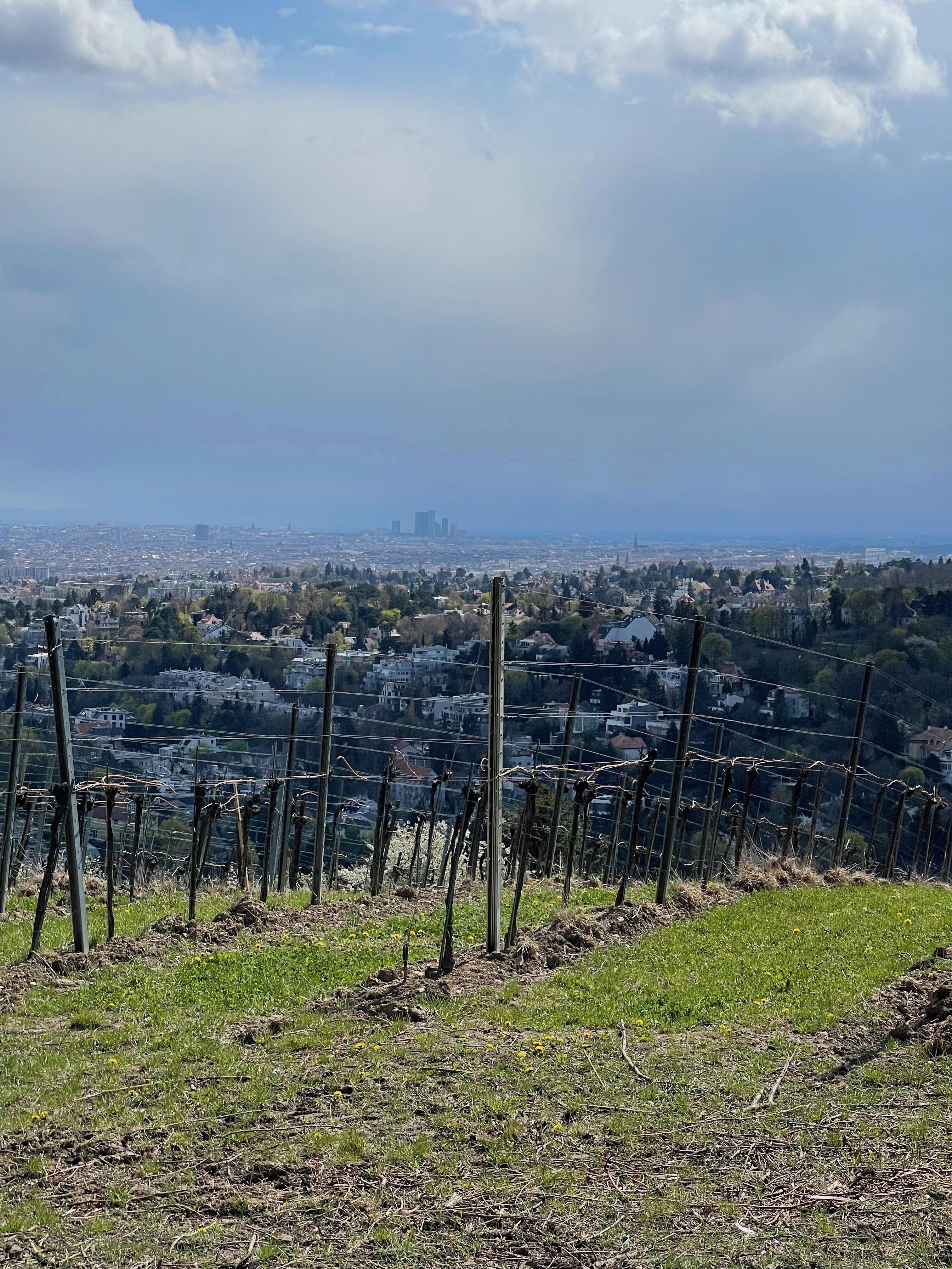Ausblick auf Wien